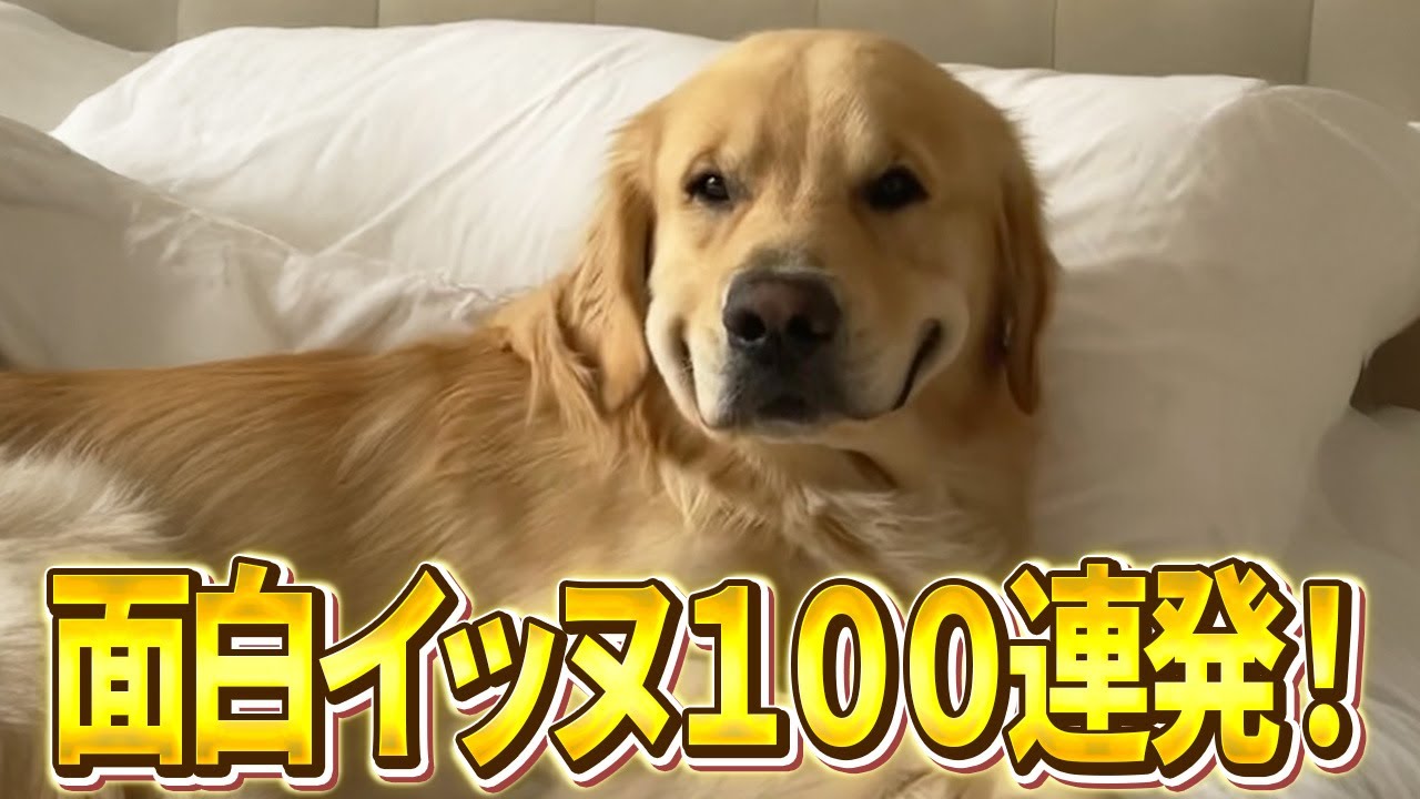 【愛想笑いすな！ｗ】ツッコミどころ満載なおもしろ犬動画100連発！（しゃべる、子犬、かわいい）