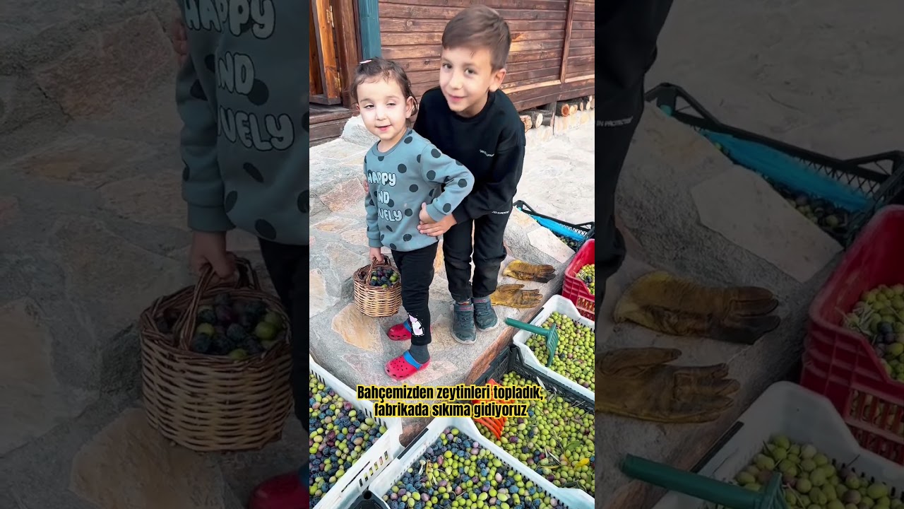 Zeytinlerimizi topladık fabrikaya zeytinyağ sıkımına gidiyoruz