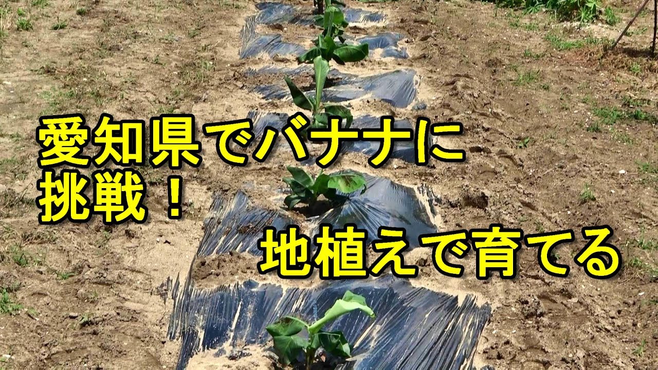 愛知県でバナナに挑戦！　ドアーフモンキーバナナを地植えで育てる　　Growing bananas in Japan by planting them in the ground
