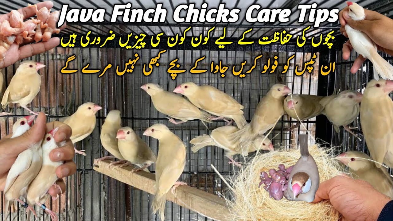 Java Sparrow Chicks Care Tips || Java Finch Breeding Tips || Java Breeding Setup