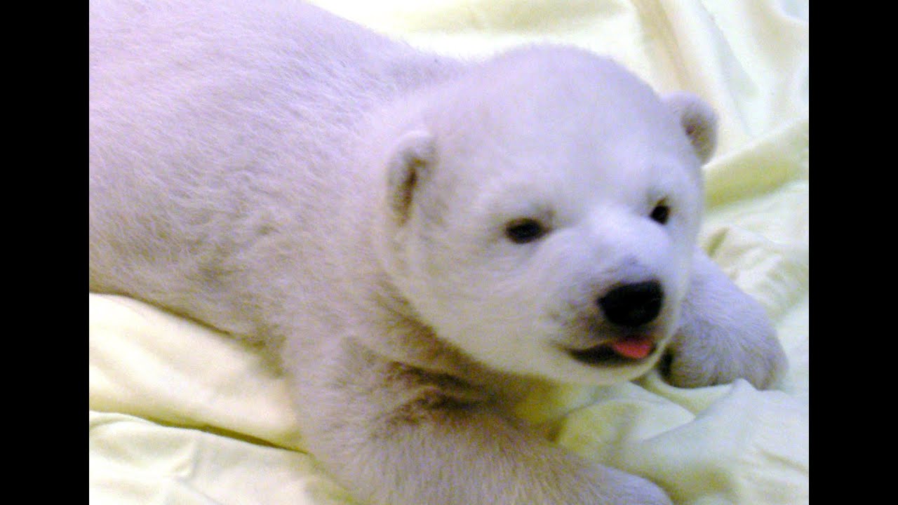 しろくまベイビーミルクちうちう - Baby Polar Bear 61days old, 7950g.