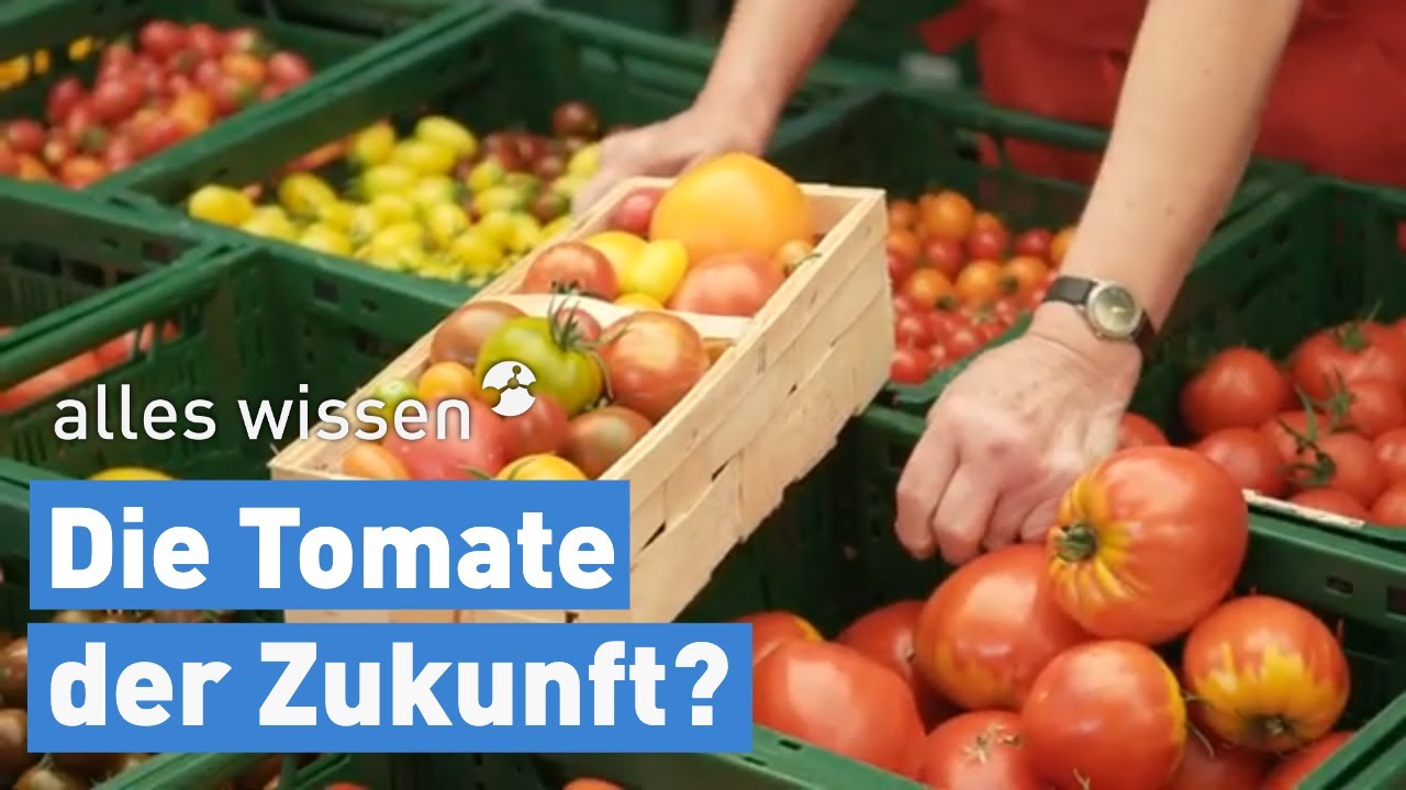 Nachhaltiger Tomatenanbau ohne Gewächshaus I alles wissen