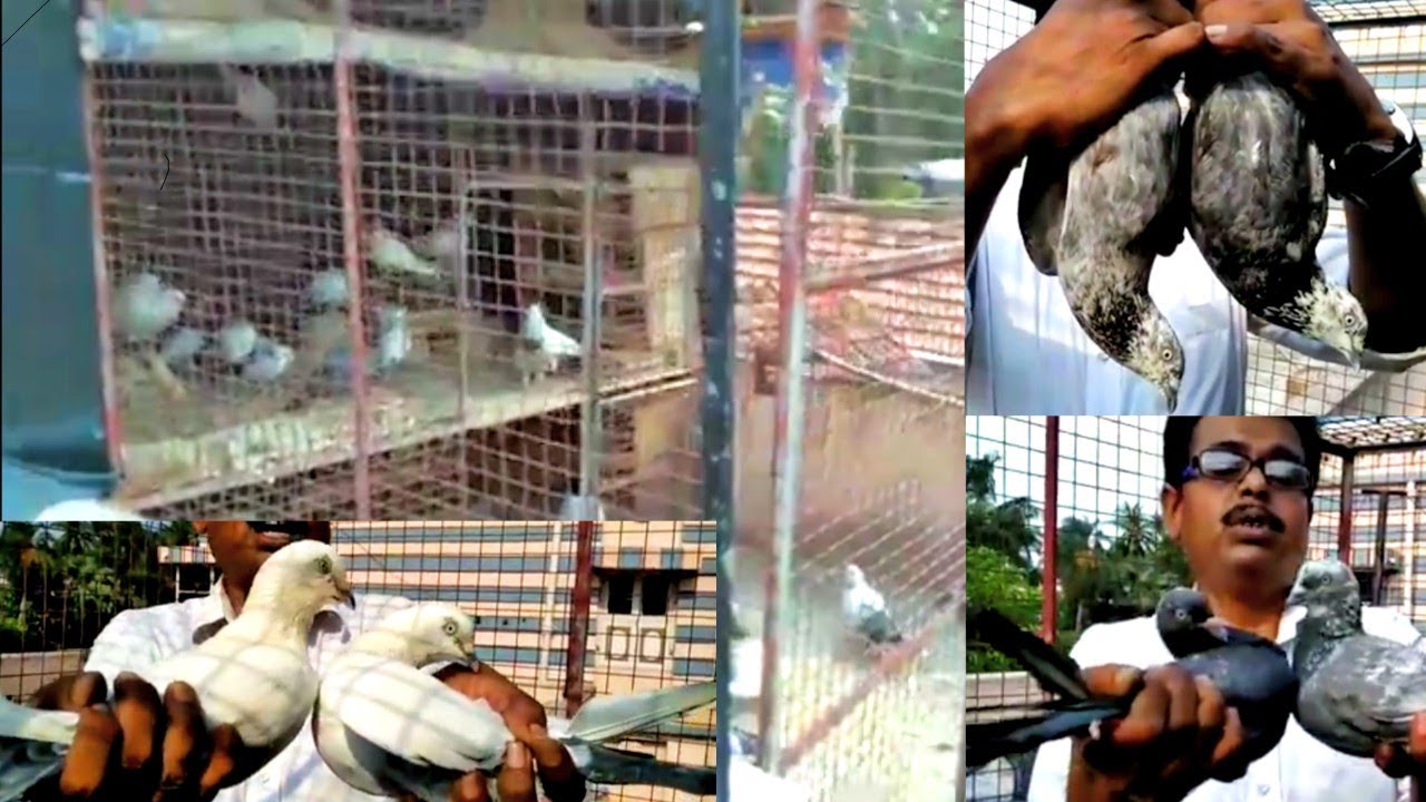 Kalduma, Kalpare And Jera Pigeons | Of Pratim Bhai..By Bengal Pigeon.