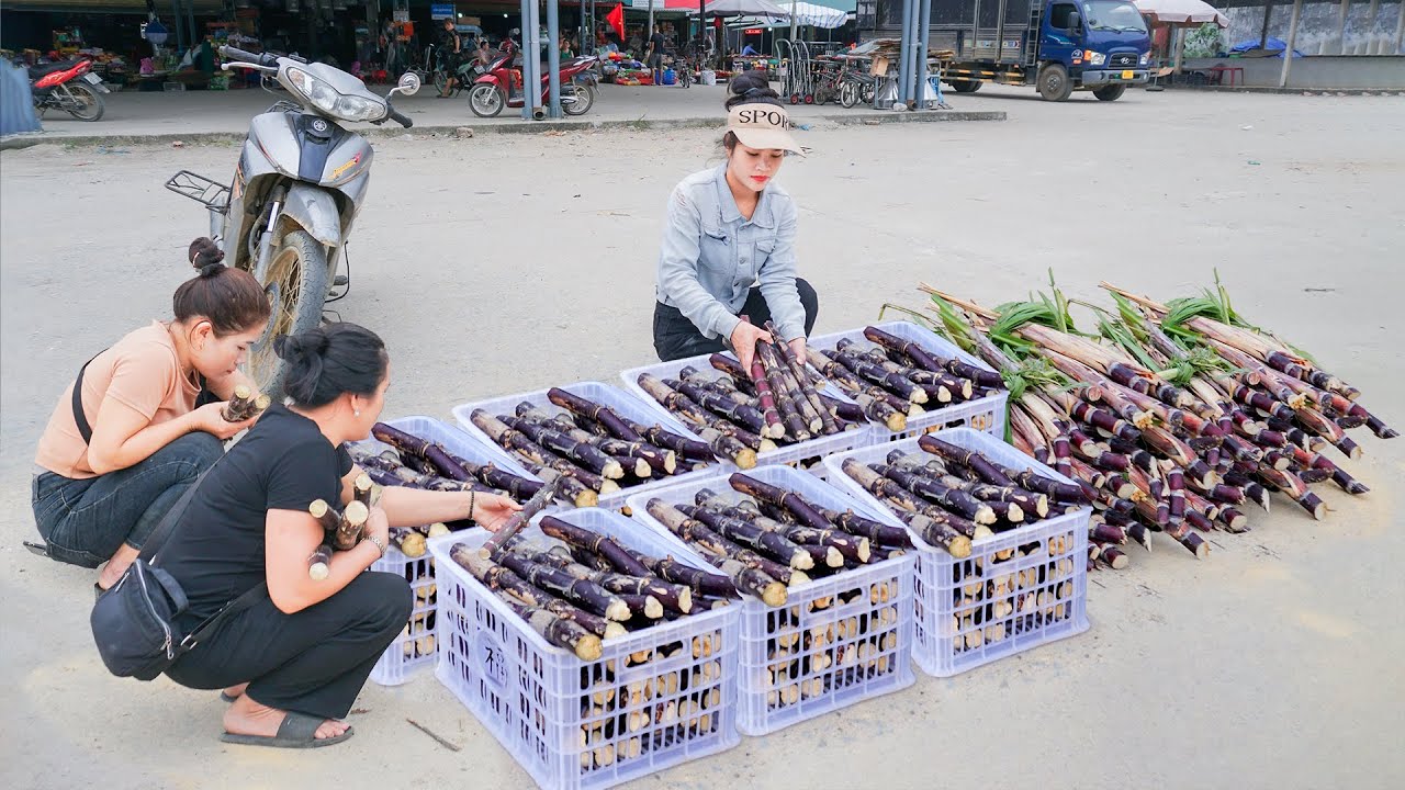 Use Motorbike To Harvest Purple Sugarcane To Sell At Market - Buy Ducklings to Raise