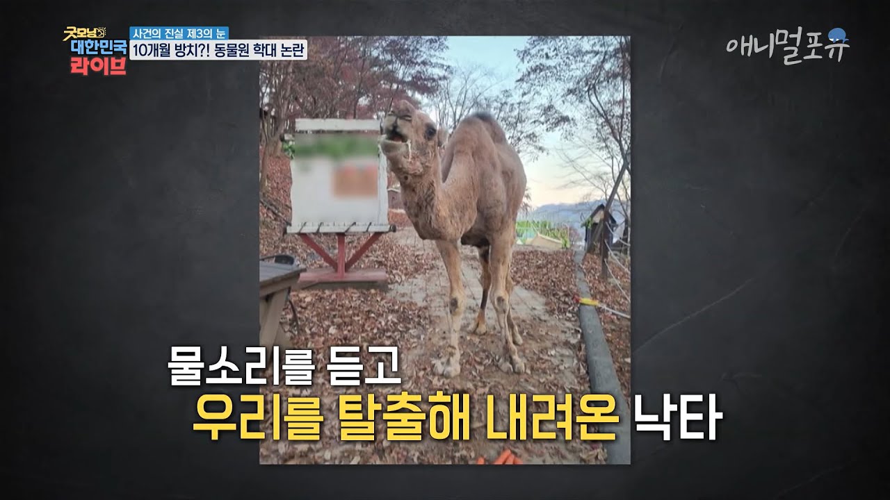 10개월간 방치된 동물원의 충격적인 실태, KBS 210304 방송