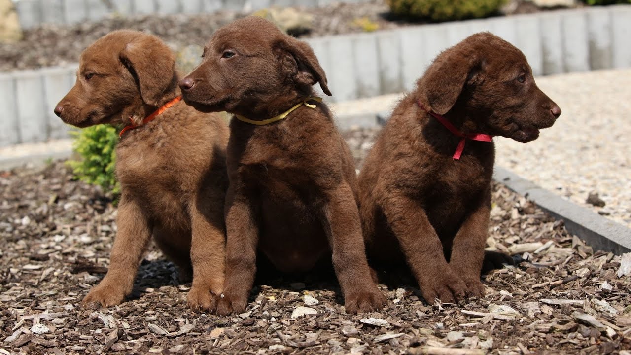 How to Hunt with a Chesapeake Bay Retriever - Tips and Tricks