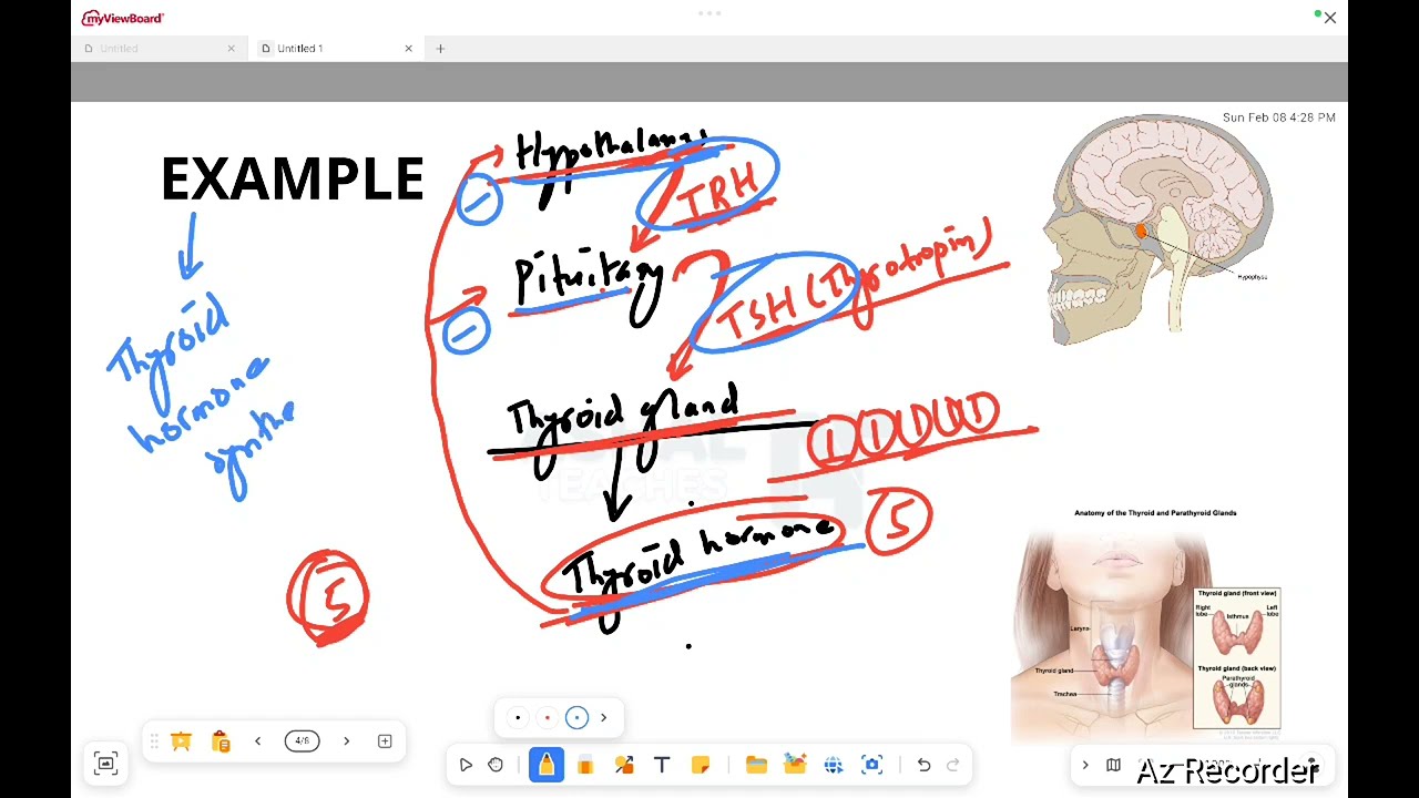 Homeostasis || CTEVT || Positive and Negative Feedback Mechanism