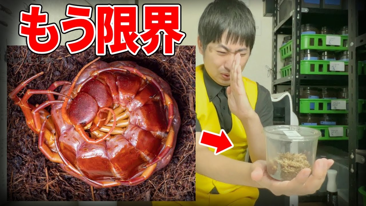 最近発見された新種ムカデの現在・・・