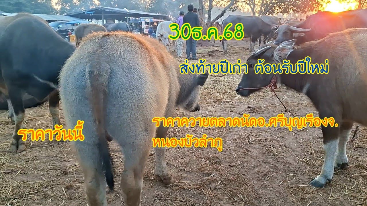 30ธ.ค68ราคาควายตลาดนัดอ.ศรีบุญเรืองจ.หนองบัวลำภูทุกวันอังคาร