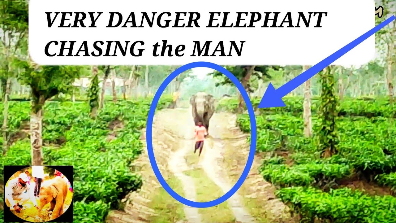 VERY DANGER ELEPHANT CHASING the MAN