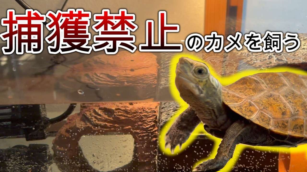 固有種の水ガメを飼います