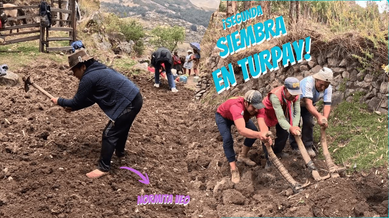 SEGUNDA SIEMBRA EN EL PUEBLO DE TURPAY | Normita Veo