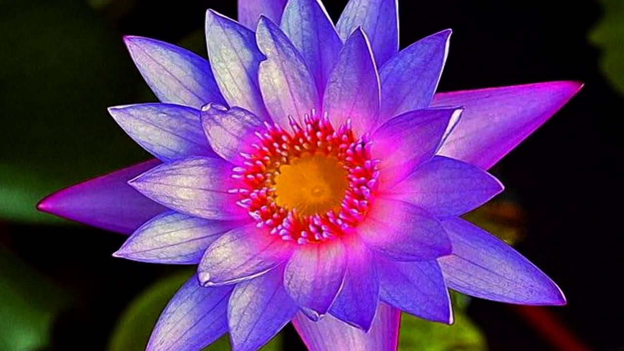 Flowers Heart (HD1080p)