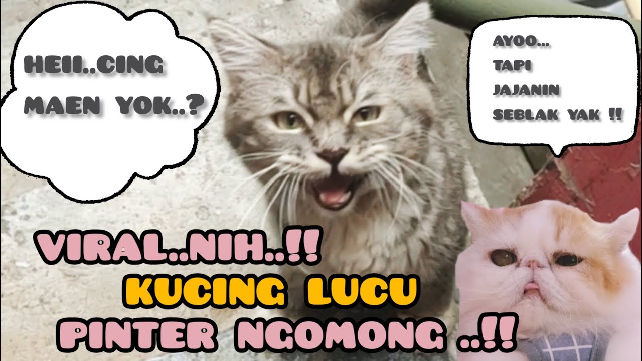  KUCING  BAWEL PINTER NGOMONG LUCU SEKALI ..‼️