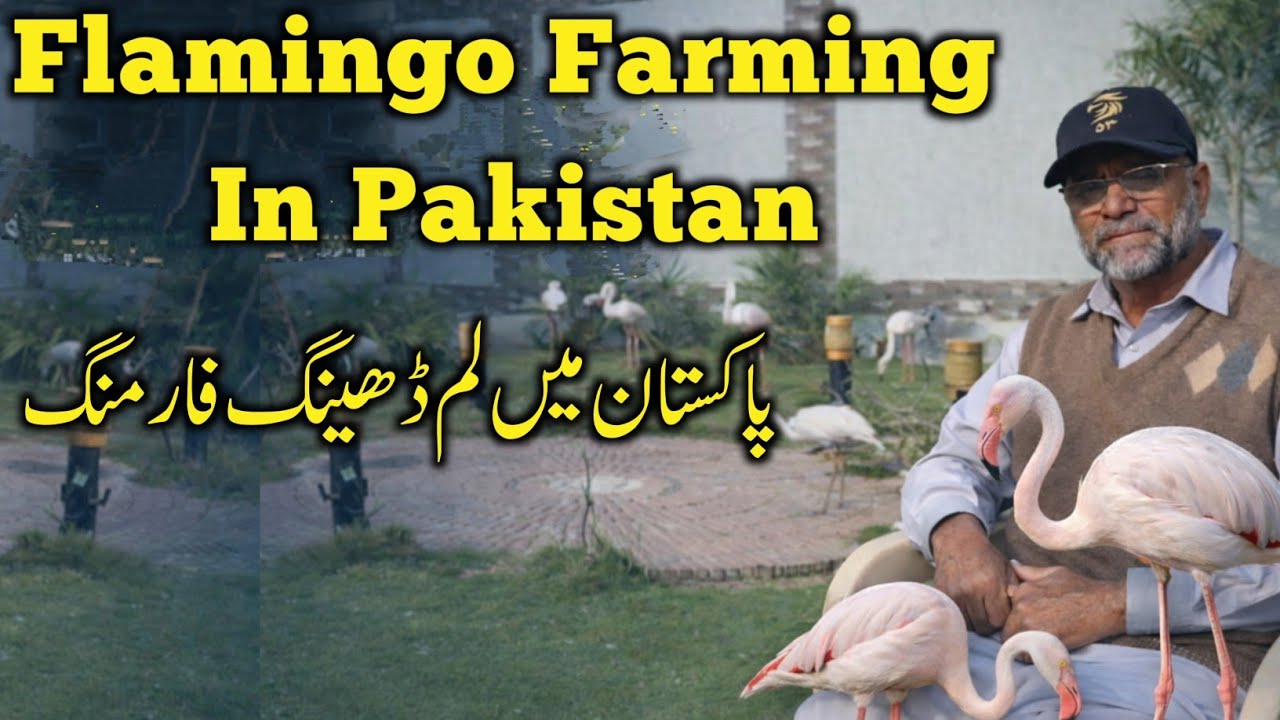 Flamingos Framing Business Idea | How To Fram Flamingos In Pakistan | Lam Dheeng Farming Ka Karobar 