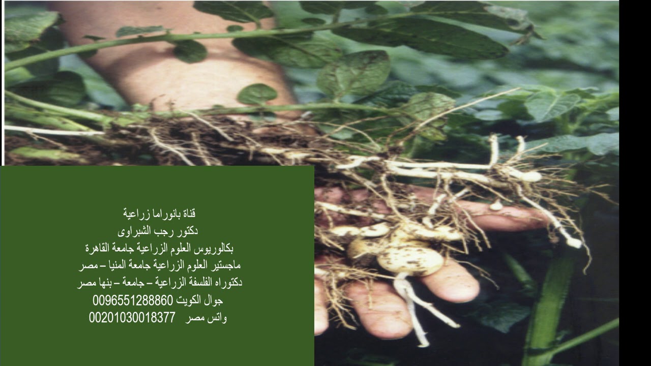 كبف تزيد عدد درنات البطاطس . وتوحد الأحجام .. السر فى عنصر الفسفور P