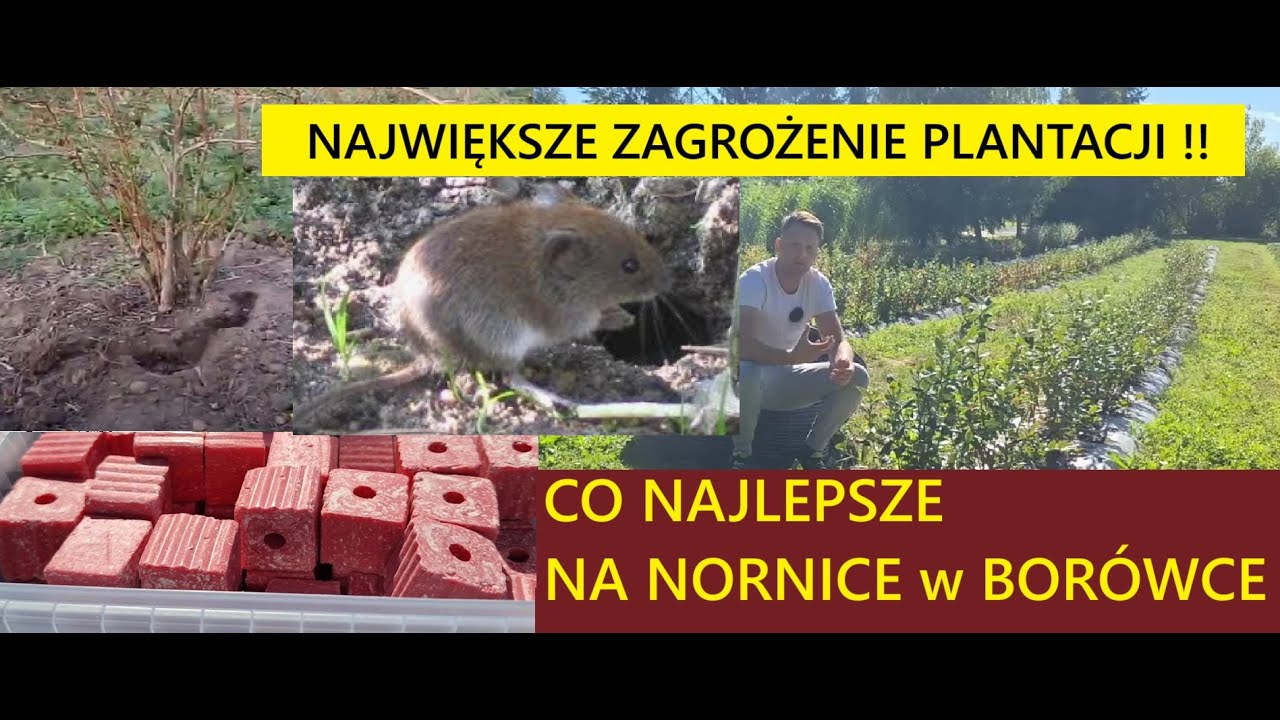Как лучше всего бороться с полёвками на чернике? Самая большая угроза для плантаций, с которой не...