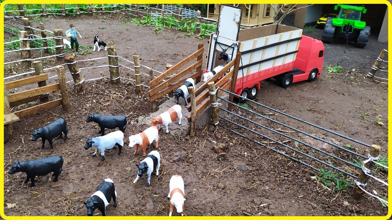 INCRÍVEL LIDA: DESEMBARCANDO AS NOVAS VACAS NO CURRAL