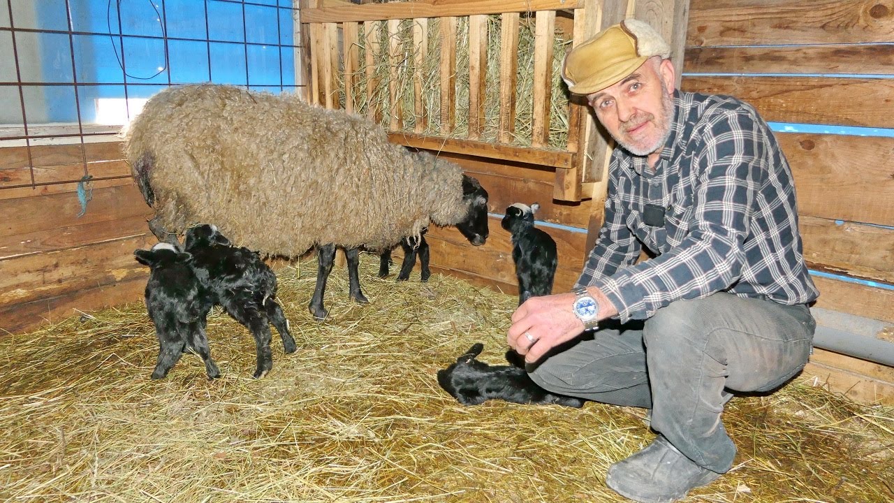 Čudo neviđeno, ovca ojanjila petero janjadi