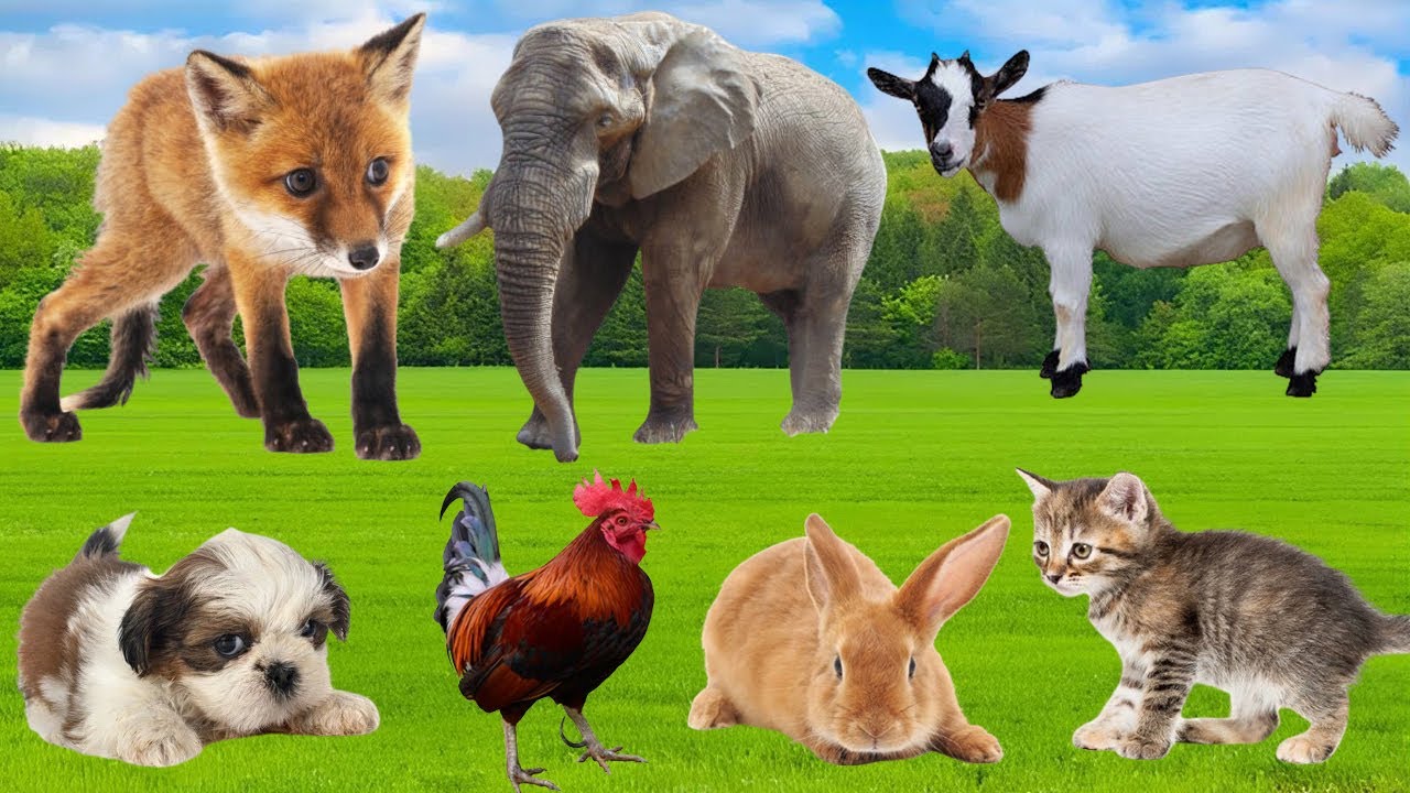 Cute Farm Animals: Leopard, Duck, Chicken, Cow, Pig, Goat, Sheep, Cat – Animal Video