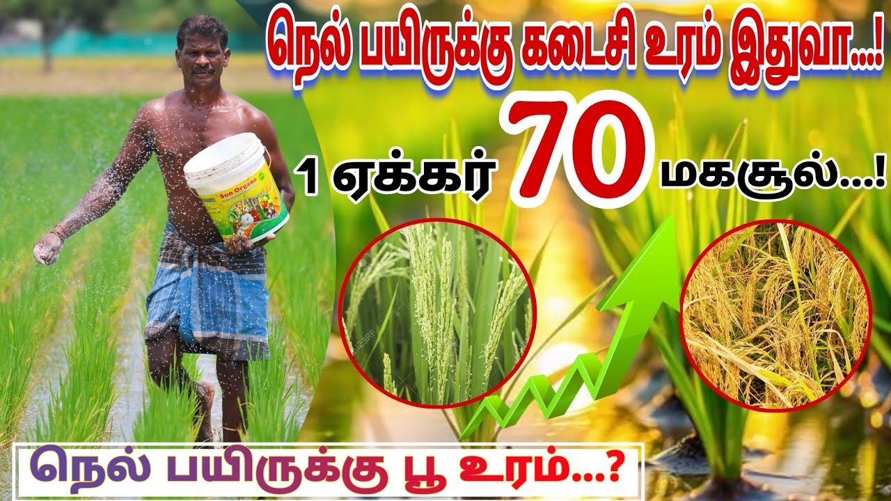 🌾 நெல் பயிரில் பூ பருவத்தில் என்ன உரம் போடலாம் | நெல் பூ பருவத்தில்  எந்த மருந்து அடிக்கலாம் Panicle