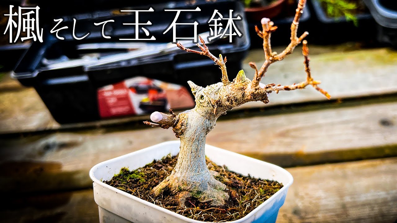 【KED12】回し接ぎがうまく行ったっぽいカエデの手入れと、弌屋さんから玉石鉢届いたので開封してみた