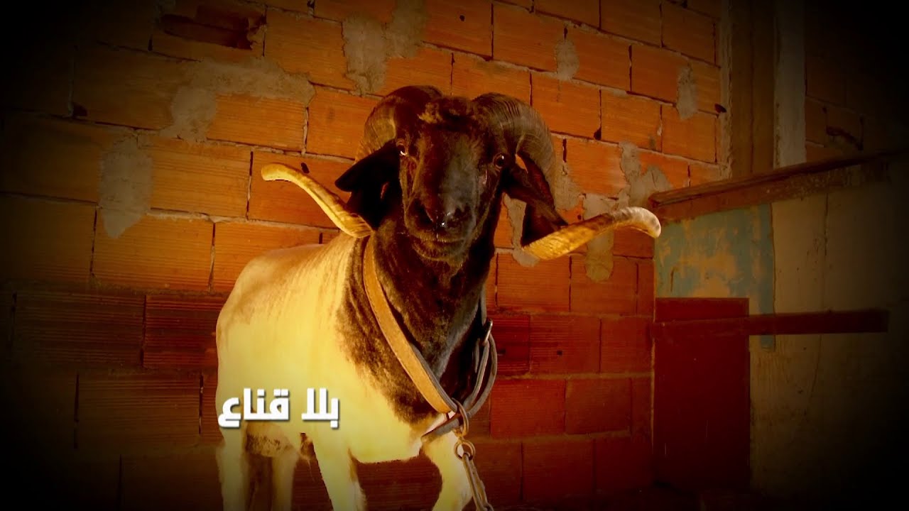 bila kinaa | المهندس أشهر كبش بباب سويقة والفائز الأول في المنافسات..غرام الباندية وعشق أولاد الحومة