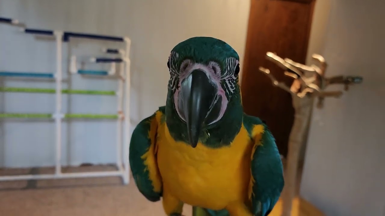 Young macaws playing