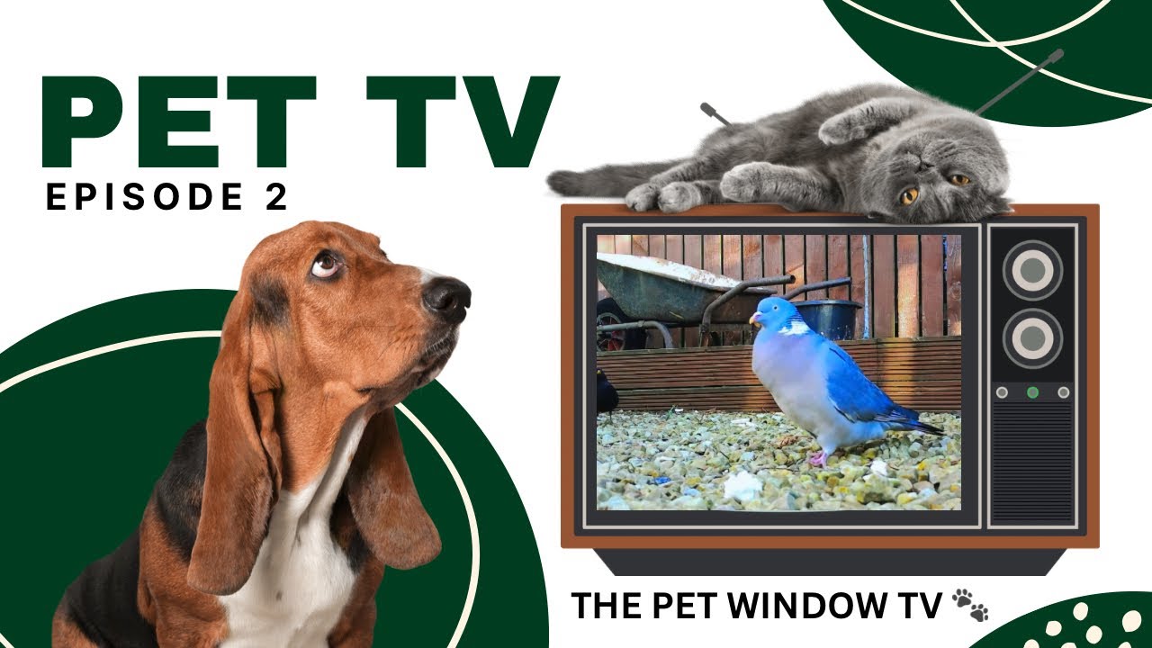 TV for Pets | Episode 2 | A greedy blackbird | Relaxing bird and nature sounds |