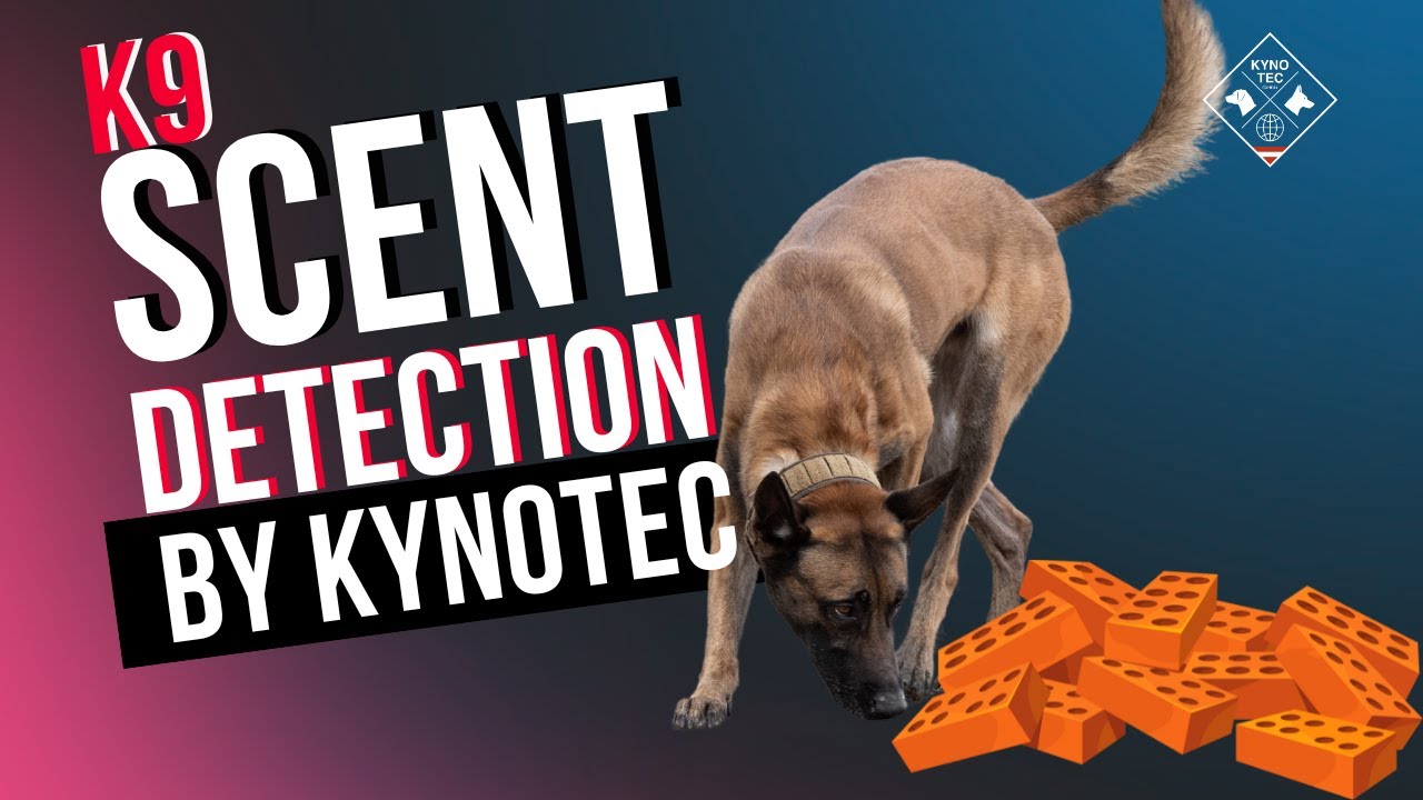 Detection dog Training - Brickwall Search