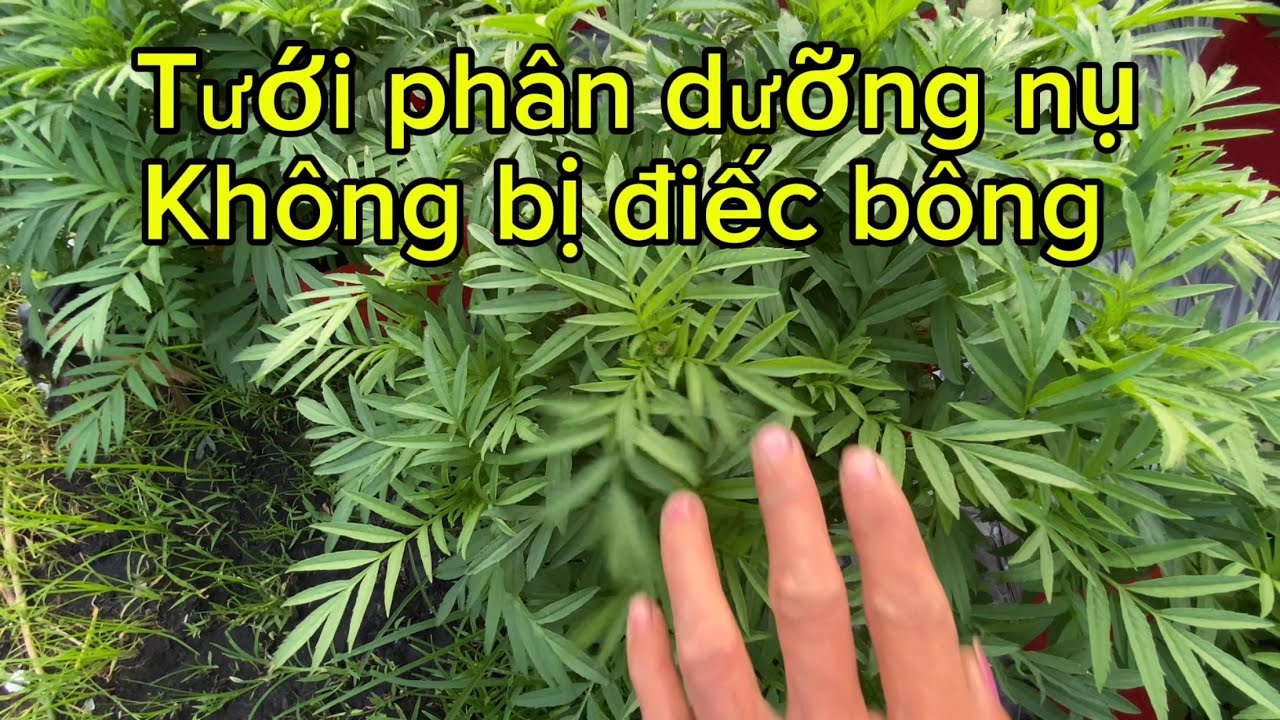 Tưới phân dưỡng nụ không bị điếc bông 