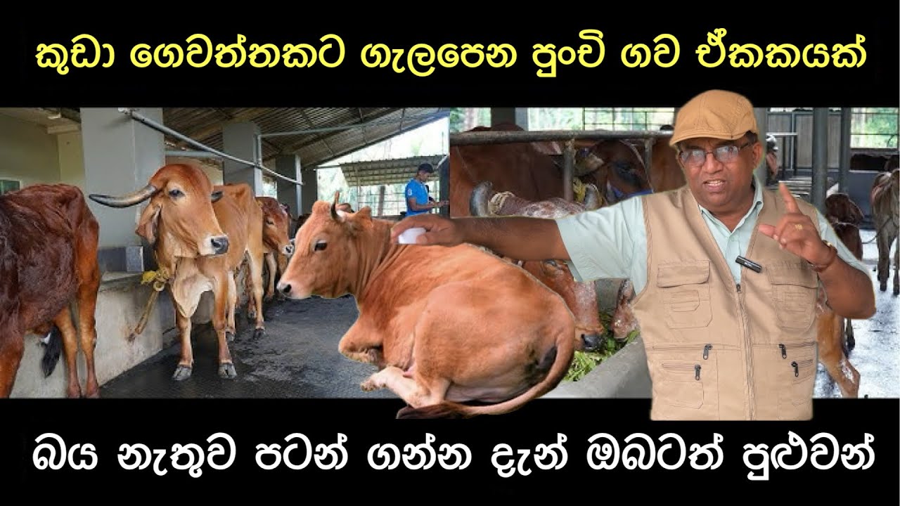 බය නැතුව ගව පාලනයට යොමු වෙන්නේ මෙහෙමයි🐄🥛 /සාර්ථක ගව පාලනයකට අත්වැලක්🥛Help For Successful Dairy Unite