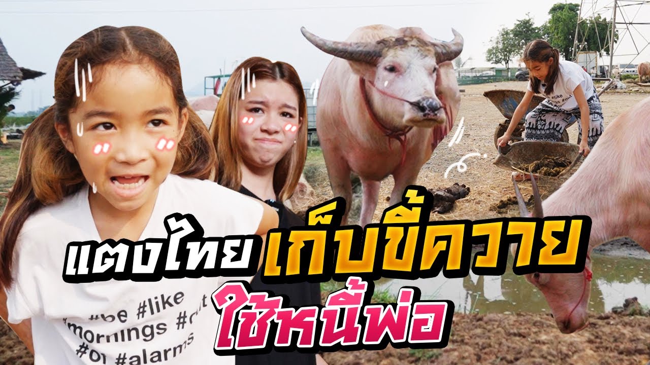 แตงไทยเก็บขี้ควาย ใช้หนี้พ่อ l MissTangDiary