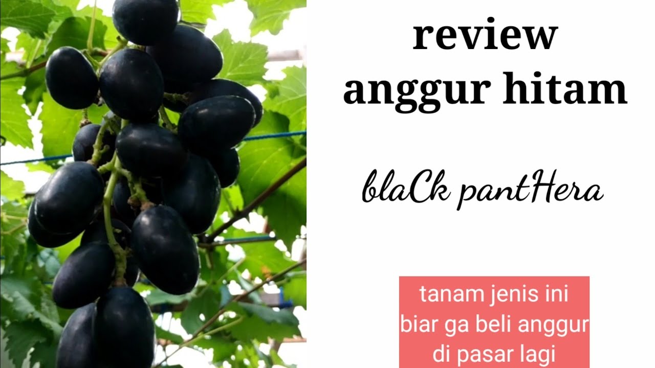 Review Anggur Hitam Black Panther - grape growers