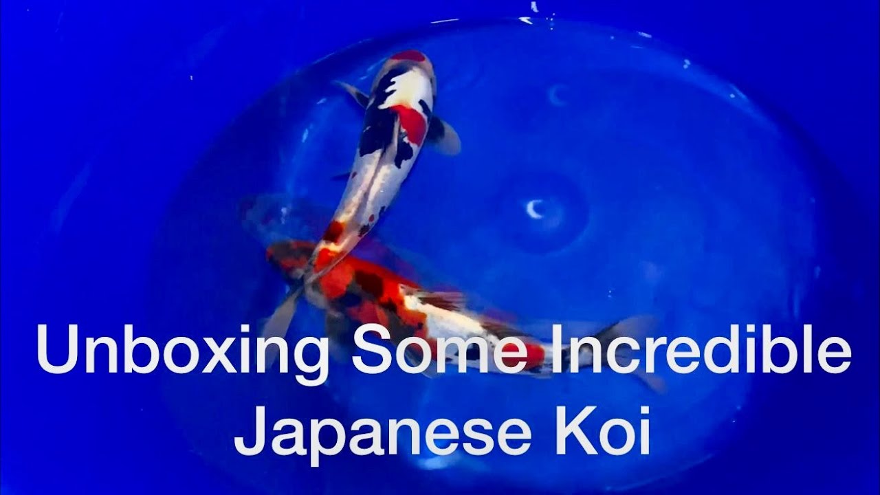 Unboxing a Shipment of high Quality Japanese Koi