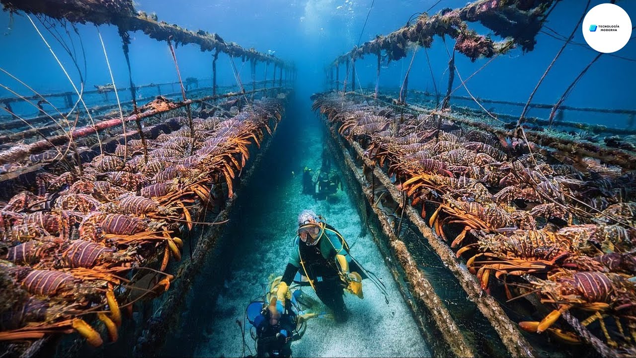 ¿Cómo Se Crían 9 Millones De Langostas En El Fondo Marino? - Granja De Langosta