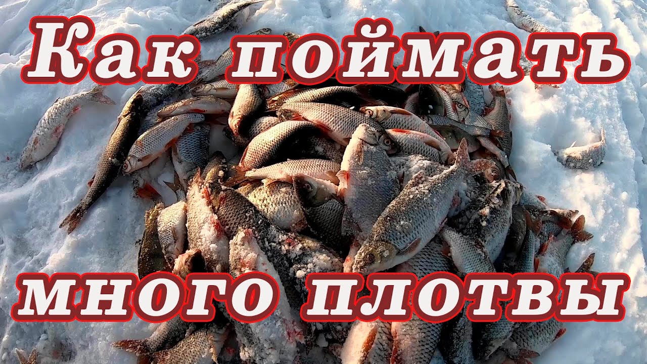 Как поймать много плотвы! Ловля ПЛОТВЫ ЗИМОЙ!
