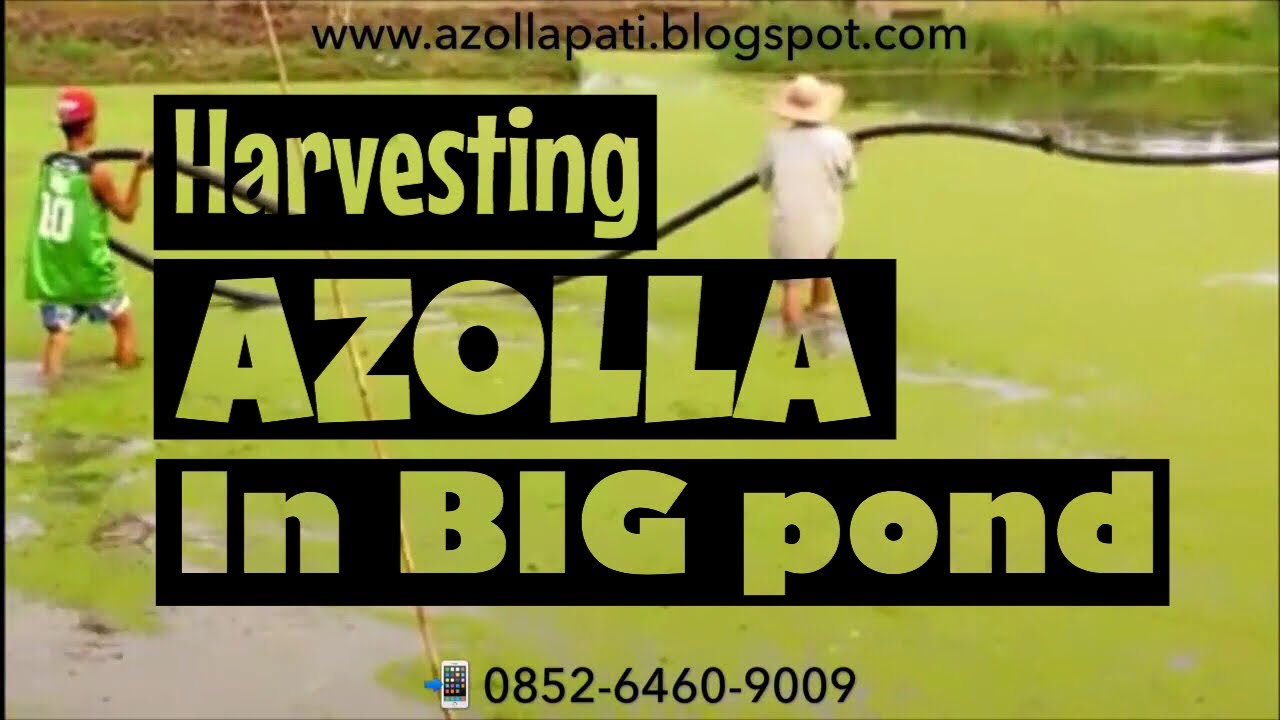 Azolla harvesting in a big pond (cara panen azolla di kolam besar)