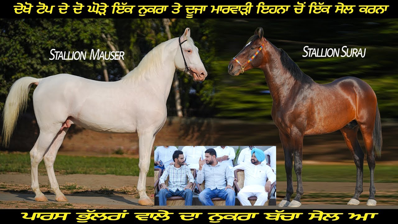 Stallion Mauser/Stallion Suraj ਦੇਖੋ ਟੋਪ ਦੇ ਦੋ ਘੋੜੇ ਇੱਕ ਨੁਕਰਾ ਤੇ ਦੂਜਾ ਮਾਰਵਾੜੀ ਇਹਨਾਂ ਚੋਂ ਇੱਕ ਸੇਲ ਕਰਨਾ