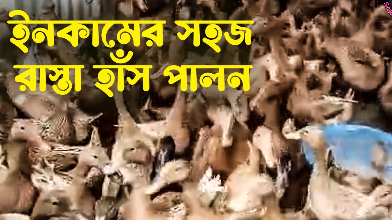 ইনকামের সহজ রাস্তা হাঁস পালন || New video || Viral Video || Income
