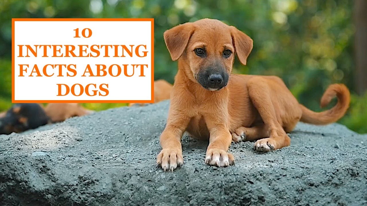 10 INTERESTING FACTS ABOUT DOGS