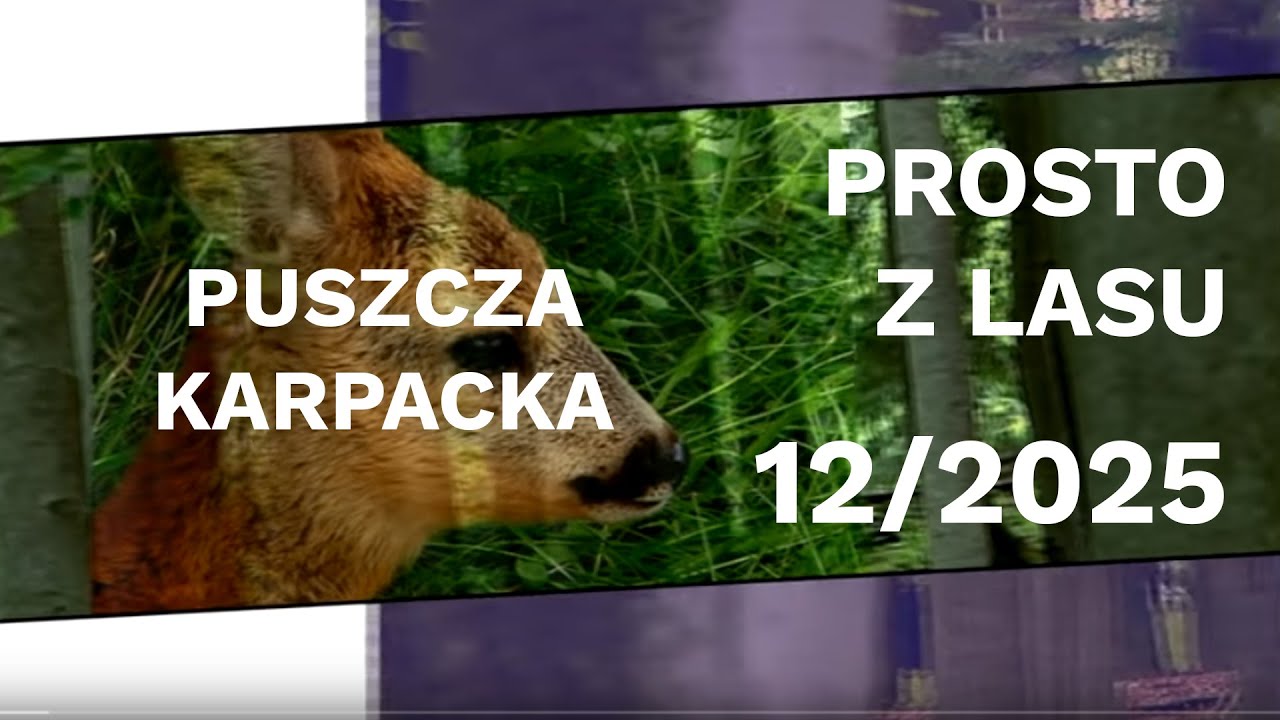 Puszcza Karpacka - Prosto z lasu |12 2025|