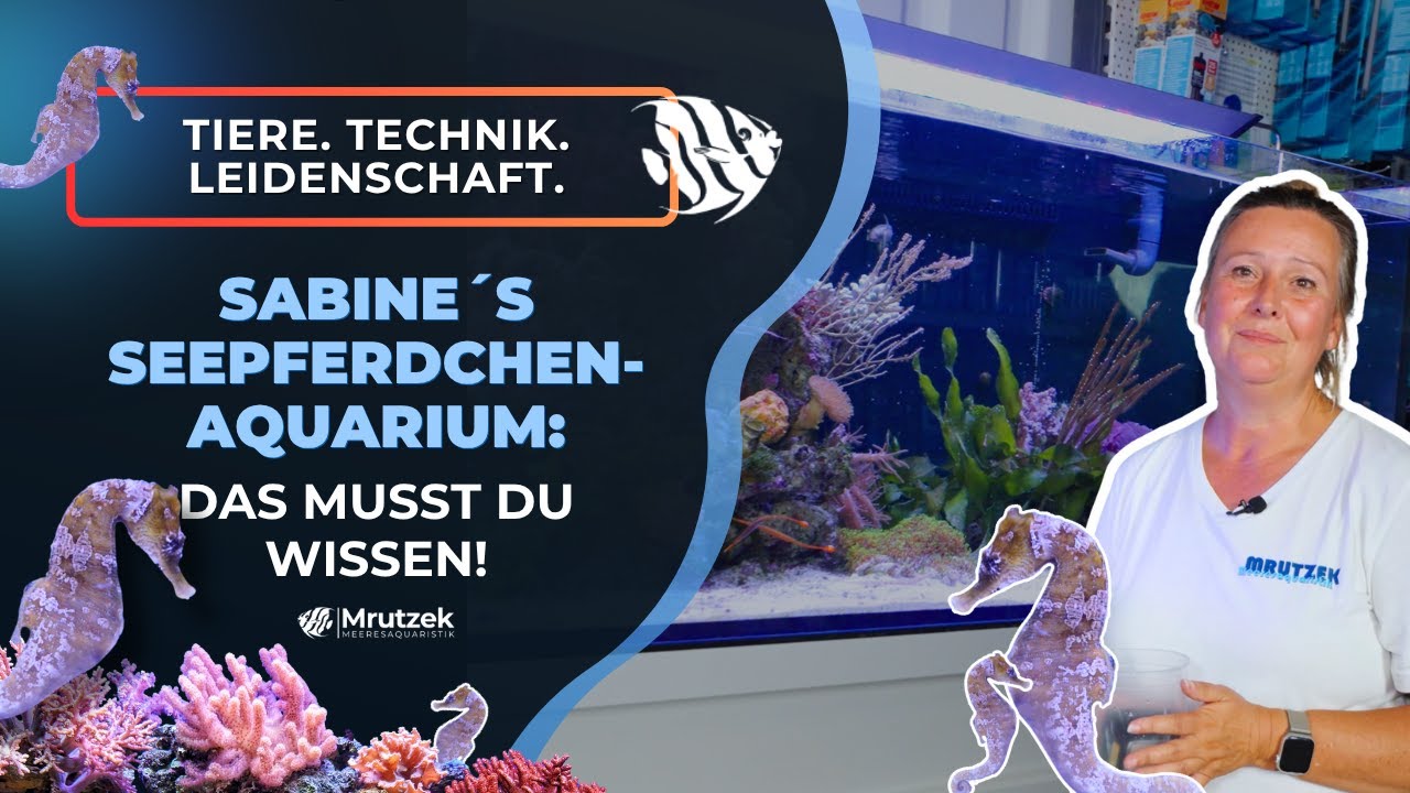 Sabine's Seepferdchen- & Makroalgen-Schaubecken im Ladengeschäft