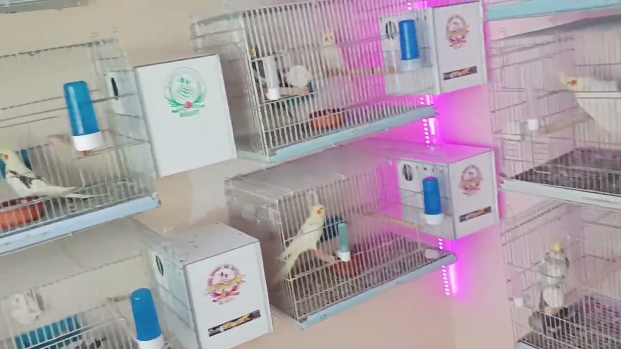 Muhabbet Kuşu Ve Sultan Papaganı Üretimhanemizde Degişiklik ve Son Durum