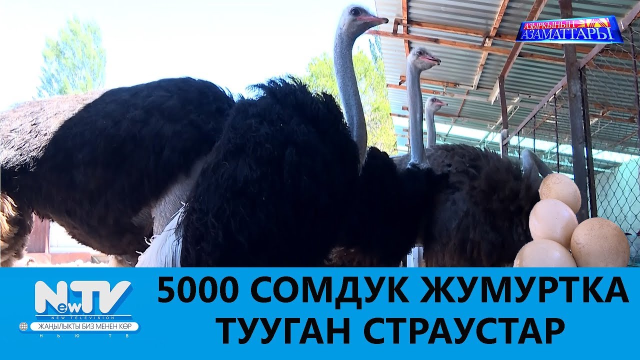 5000 СОМДУК ЖУМУРТКА ТУУГАН СТРАУСТАР\\АЗЫРКЫНЫН АЗАМАТТАРЫ