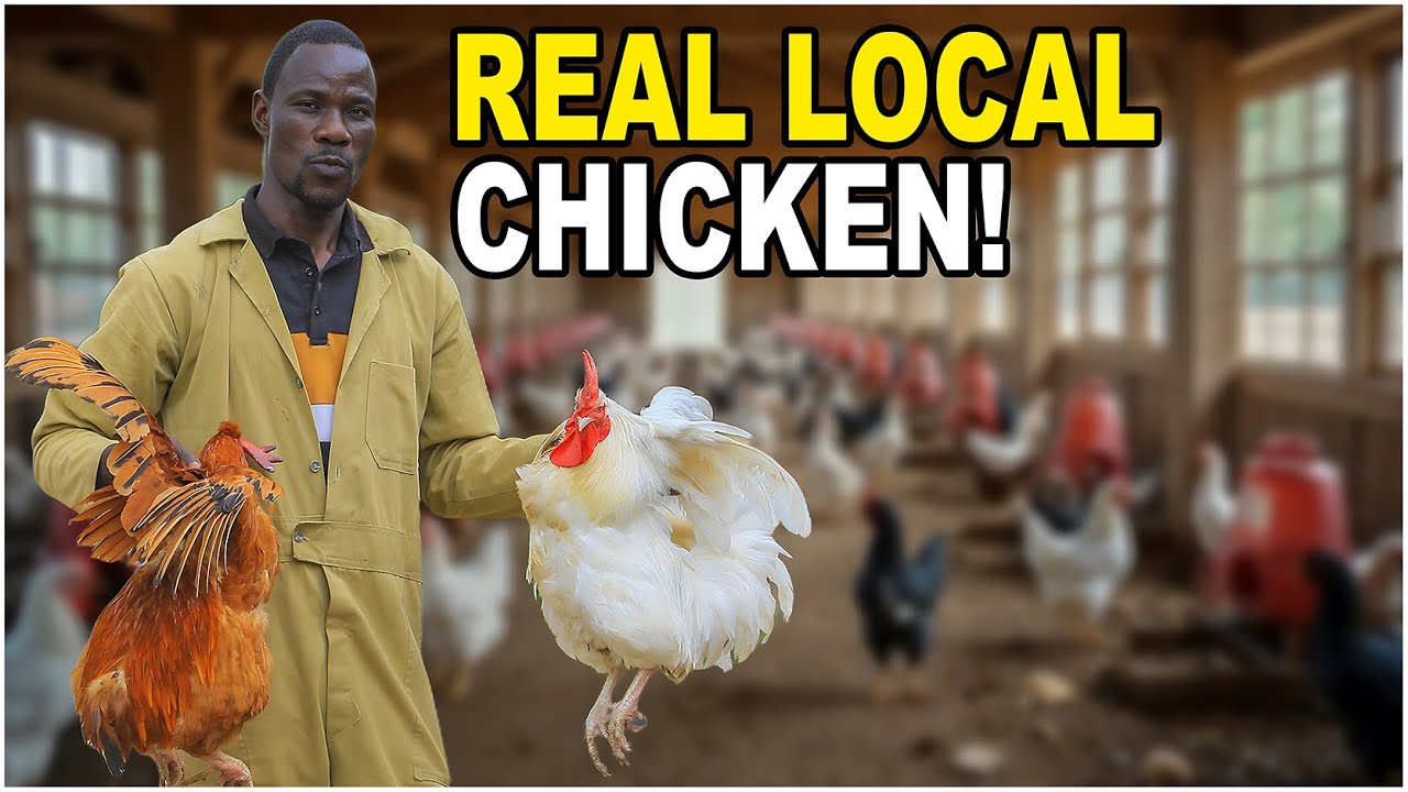 This Is How a Real Indigenous Chicken Looks Like (Inside NARO’s Secret Breeding Project)