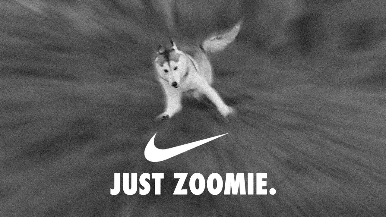 ZOOM IS LIFE 🐺⚡️💨  [Siberian Husky Zoomies]