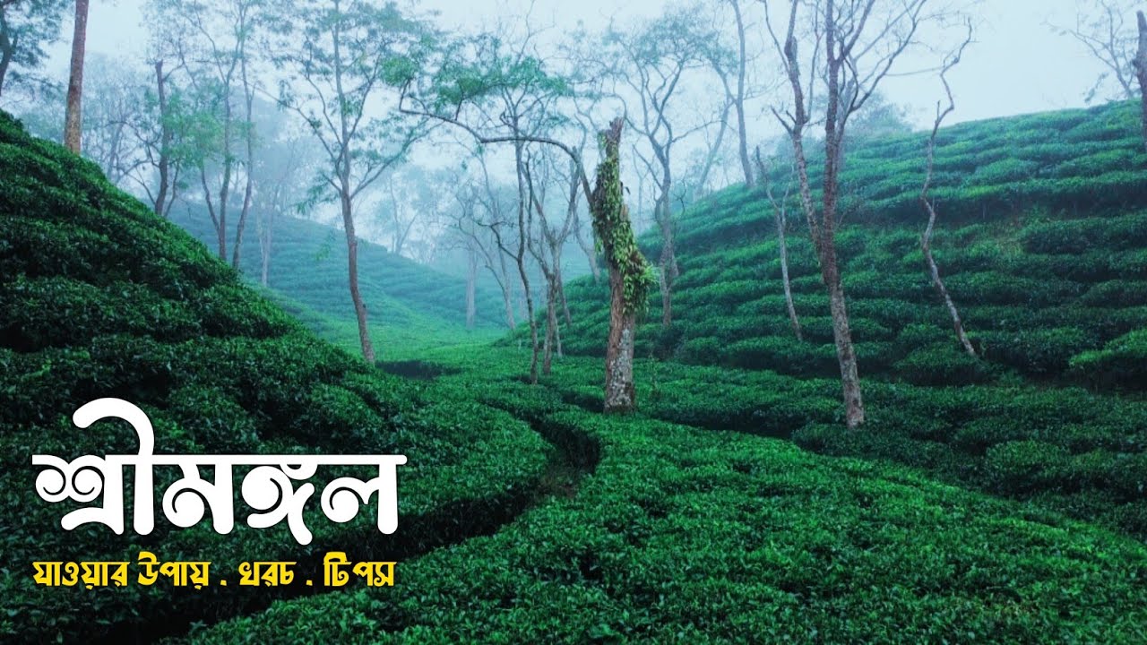 শ্রীমঙ্গল ভ্রমণ ২০২৫ | Sreemangal Tour | Sreemangal Tourist place