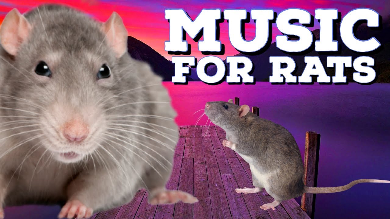 Rats, Snacks, & Jazz