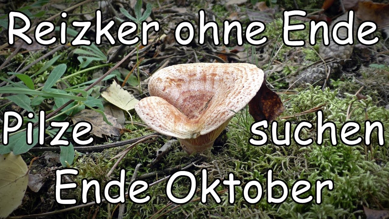 Reizker ohne Ende   Pilze suchen Ende Oktober